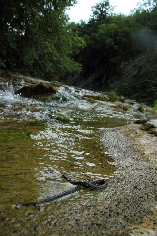 Escursione erpetologica Parco Nazionale Foreste Casentinesi